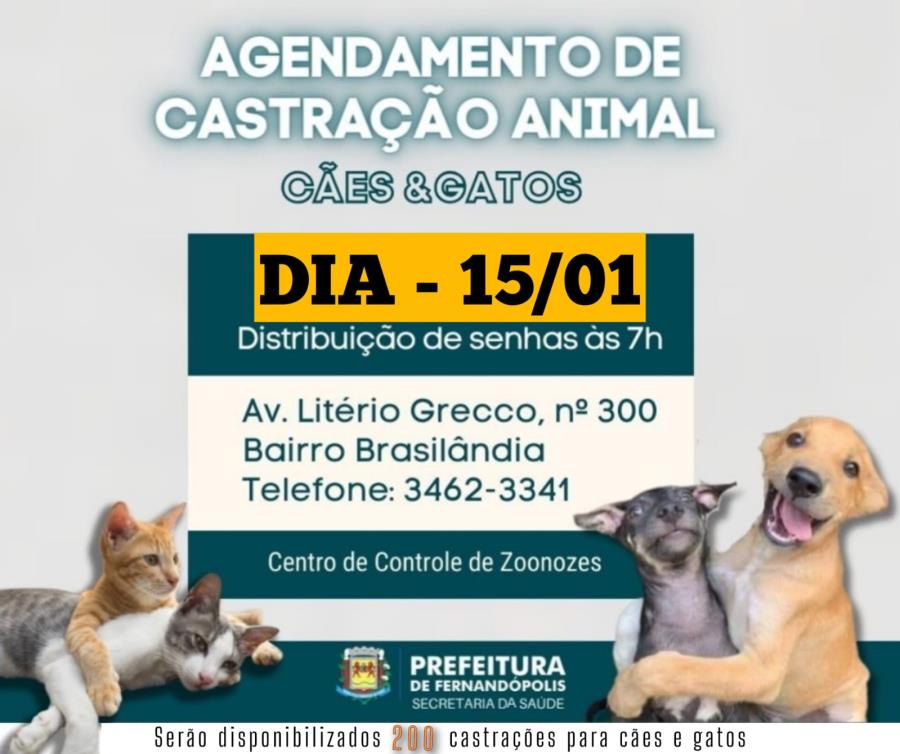 Agendamento para castração de cães e gatos acontece na segunda, dia 15