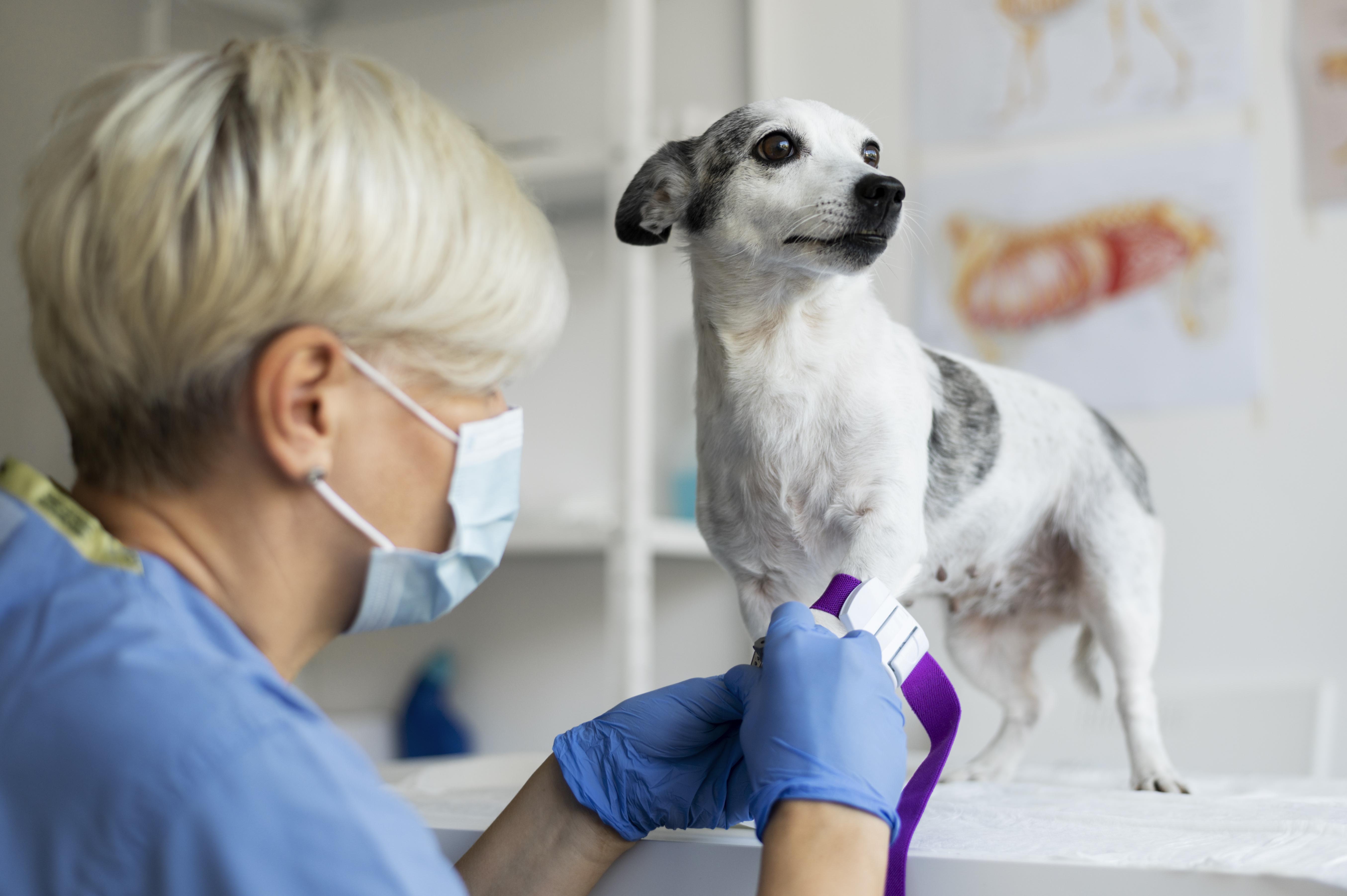 Médicos-veterinários se unem em prol do desenvolvimento da profissão, da saúde e do bem-estar animal