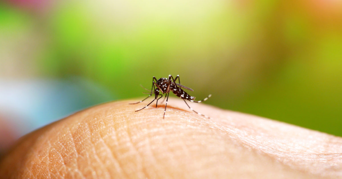 Estado de SP já registrou 4 mortes por dengue em 2024