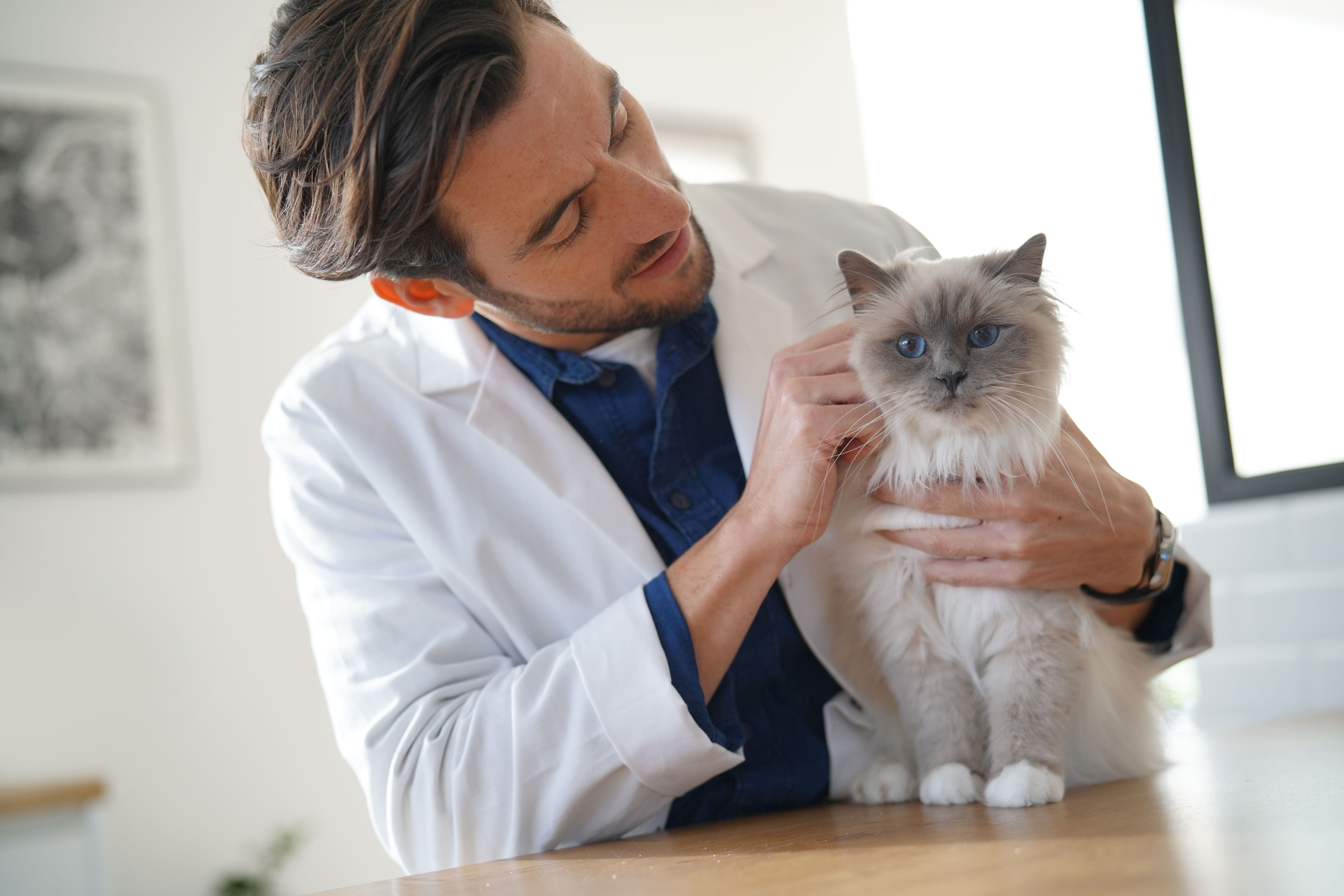 Consulta veterinária domiciliar é tendência no segmento