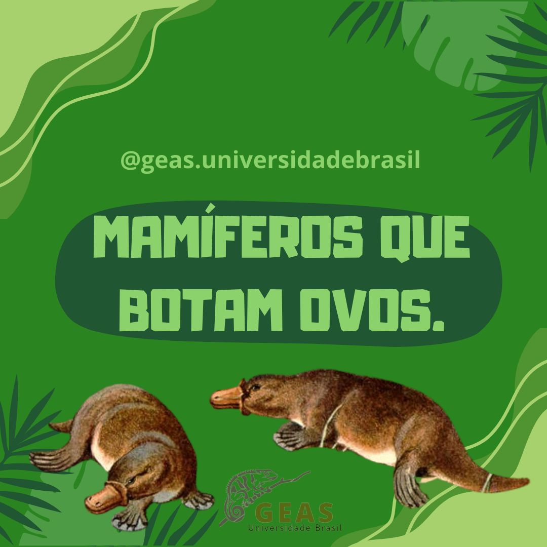 Mamíferos que botam ovos