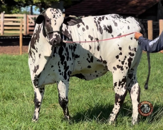 Nelore pintado é a grande novidade da exposição de animais na EXPO 2024