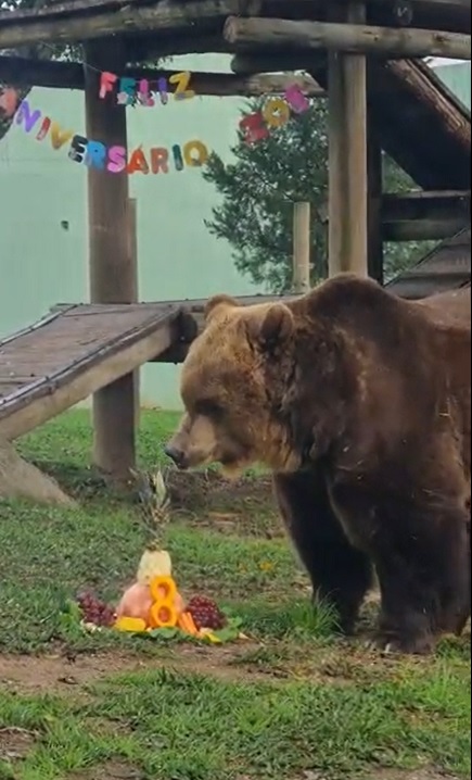 Urso-pardo Zoe ganha festa surpresa para comemorar seus oito anos