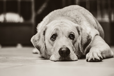 Especialista ensina o que fazer quando os cachorros sofrem de depressão e ansiedade