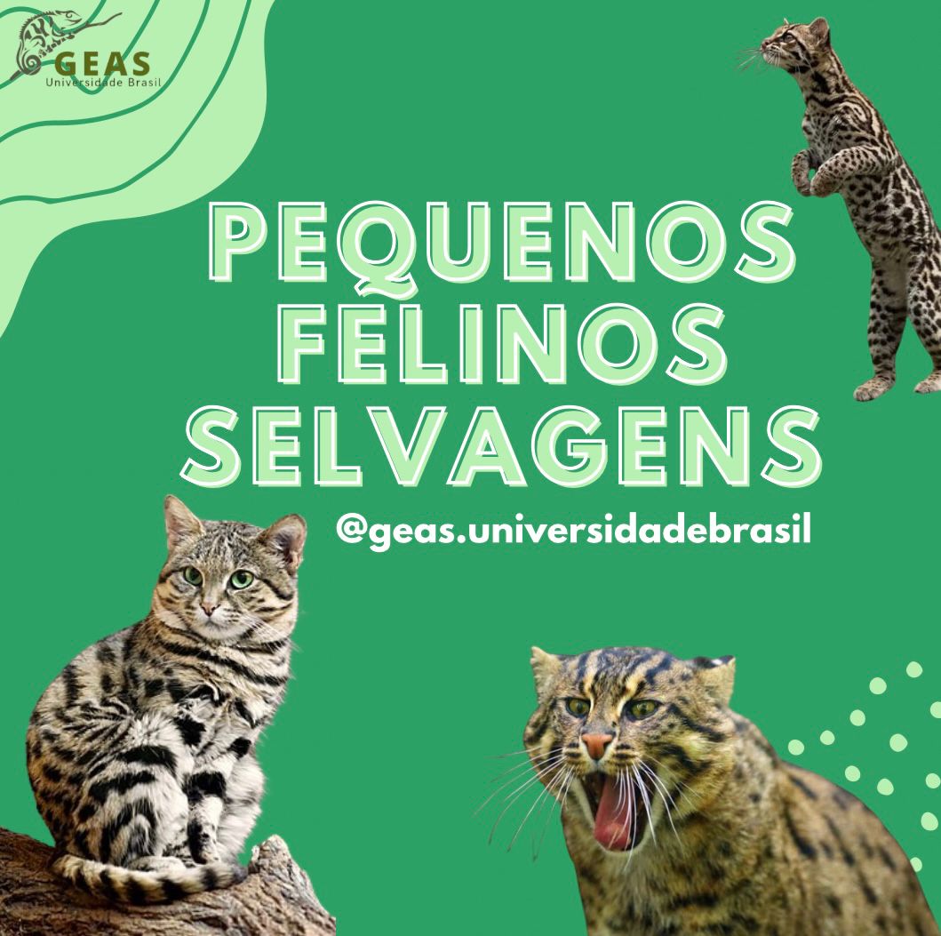 Pequenos felinos selvagens