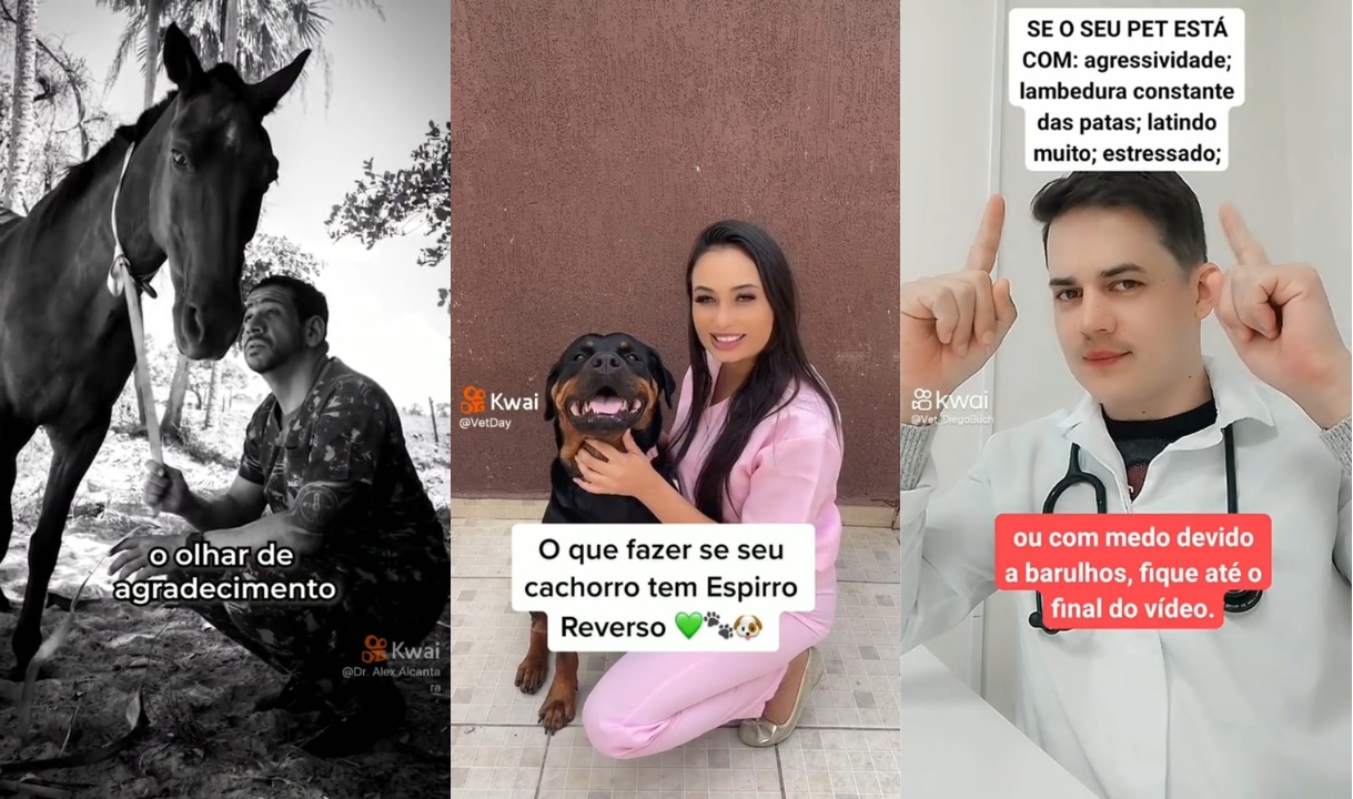 Veterinários compartilham casos e dão dicas de bem-estar animal na web