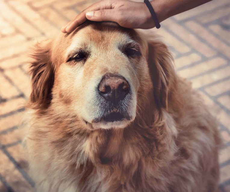 Longevidade animal: como a medicina veterinária está transformando a vida dos pets