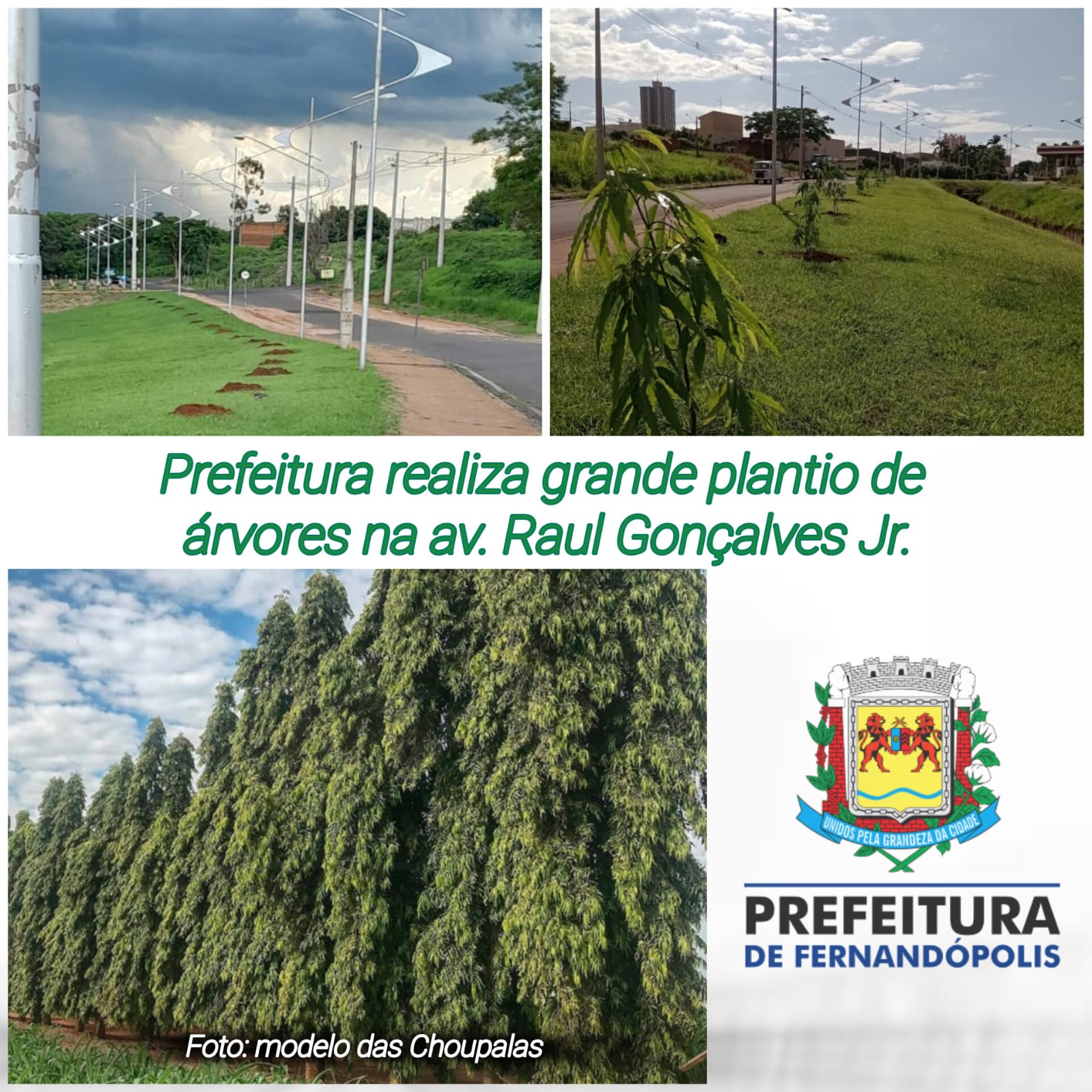 Prefeitura realiza grande plantio de árvores na av. Raul Gonçalves Jr.