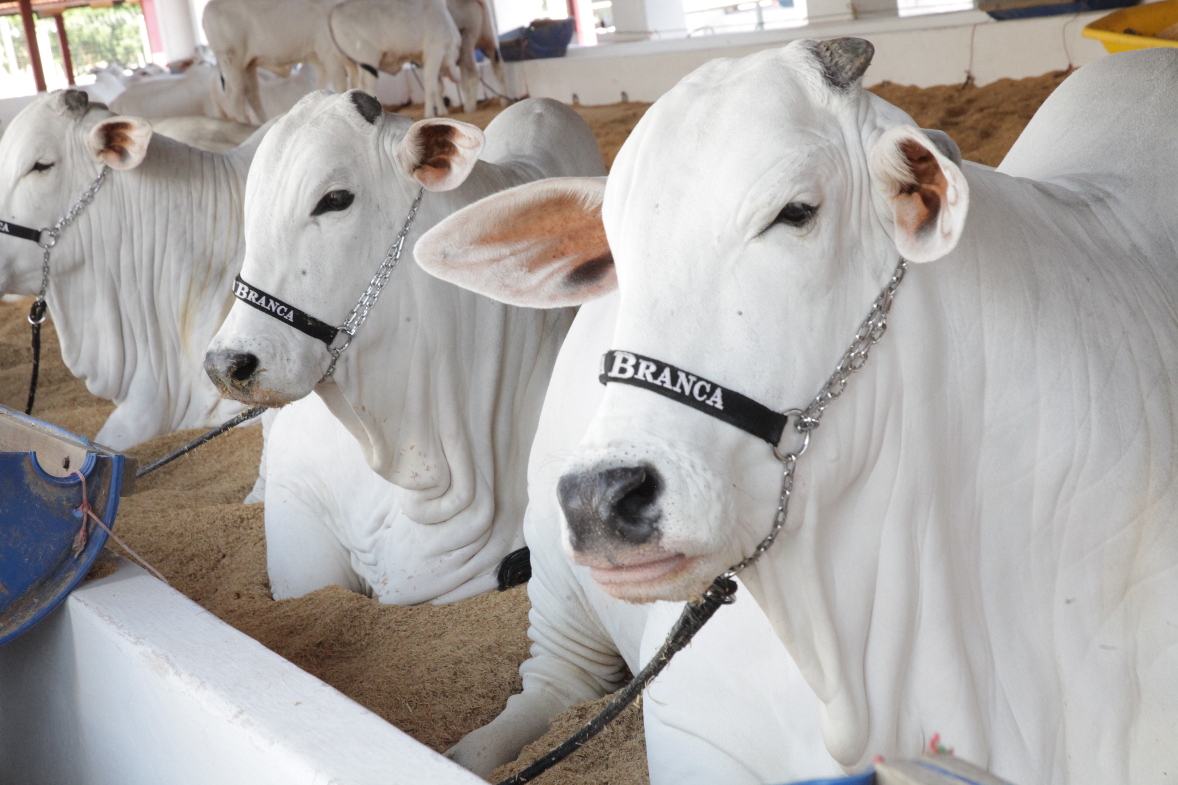 Julgamentos, leilões e InterTech Agro marcam o 1° turno da EXPO Rio Preto