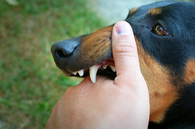 Dia Mundial Contra a Raiva (28/09): Especialista alerta para cuidados com os pets e tutores 