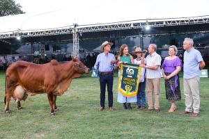 Primeiro turno da 60ª EXPO Rio Preto é marcado pelo julgamento de pôneis e sete raças de bovinos, além de quebra de recorde mundial