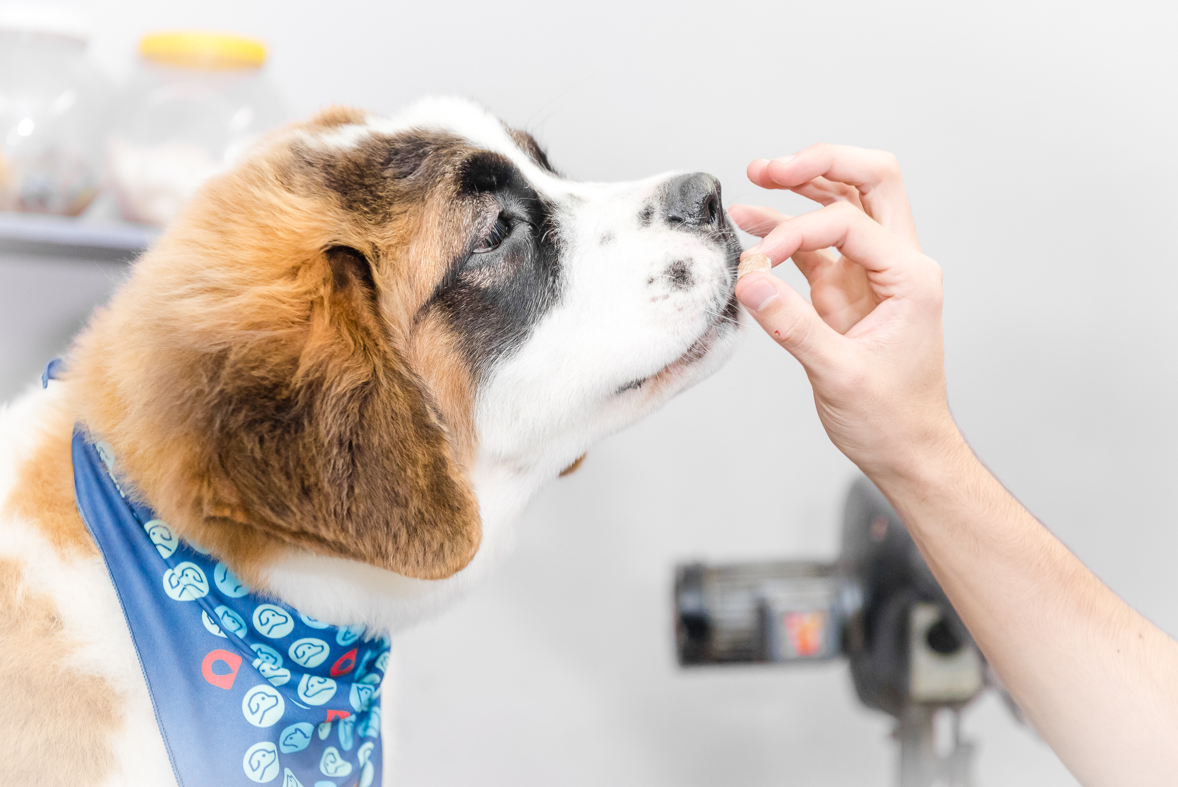 Prevenção é a palavra-chave para os pets aproveitarem ao máximo as programações de fim de ano